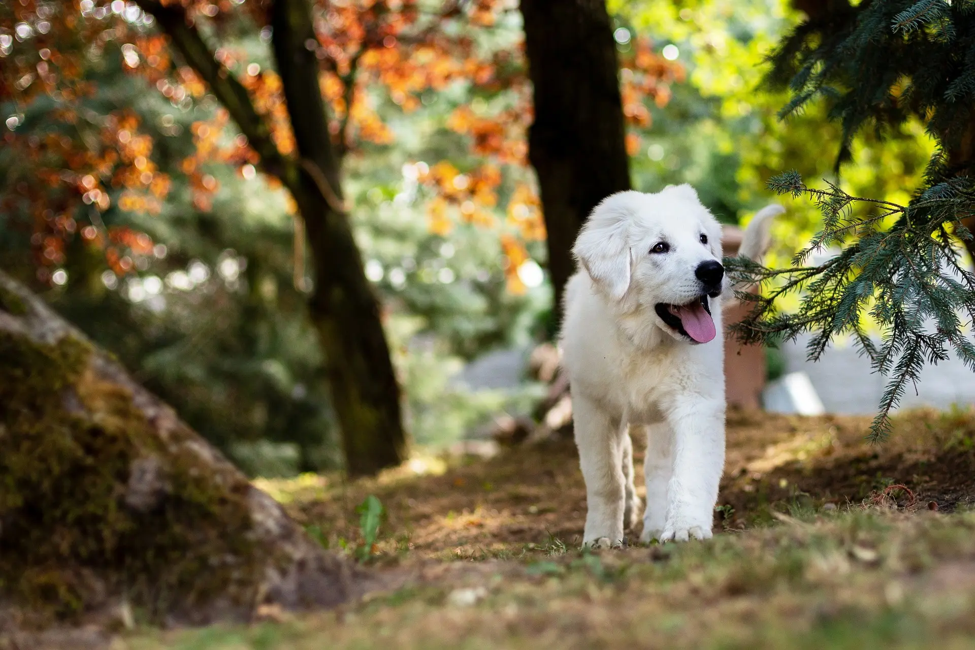 Vorbeugung und Behandlung von Flöhen und Zecken bei Ihrem Hund